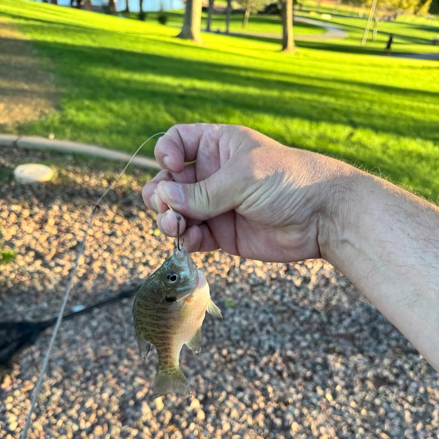 Bluegill caught on Fishbrain