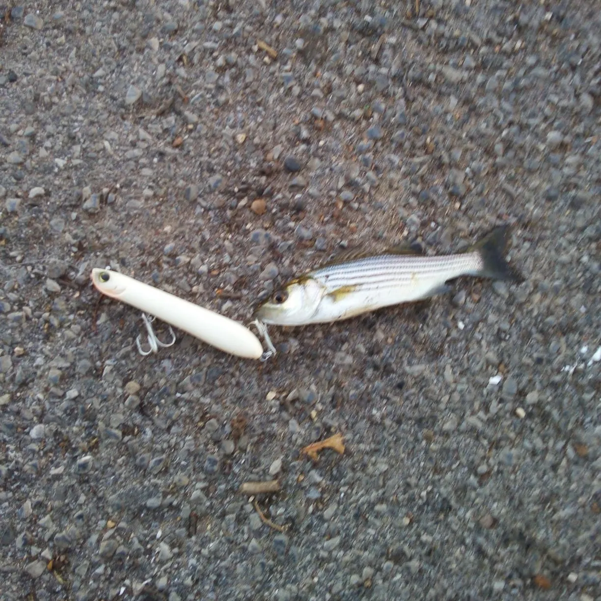 Striped bass caught on Fishbrain