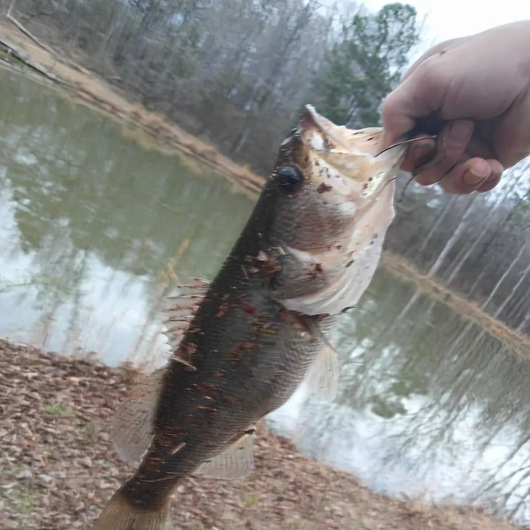 The most recent Largemouth bass catches on Fishbrain