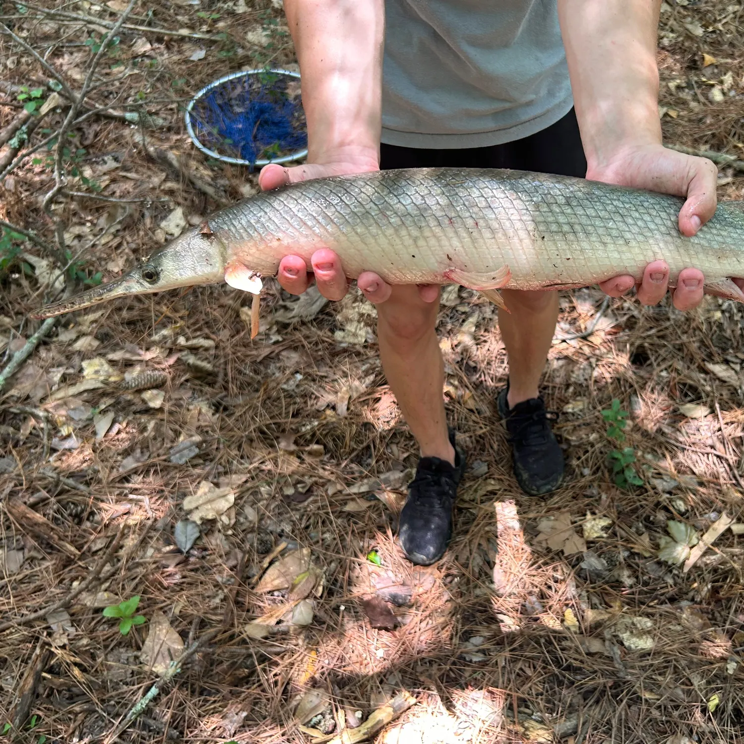 Shortnose gar caught on Fishbrain