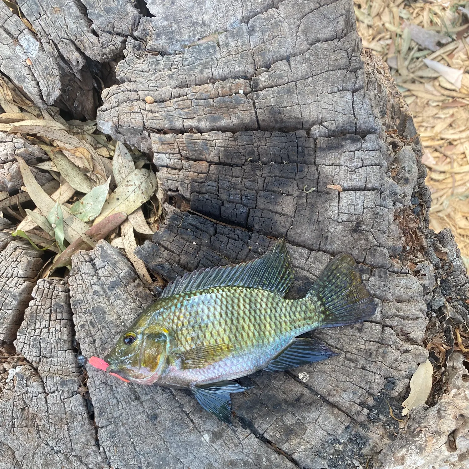 The most recent Redbelly tilapia catches on Fishbrain
