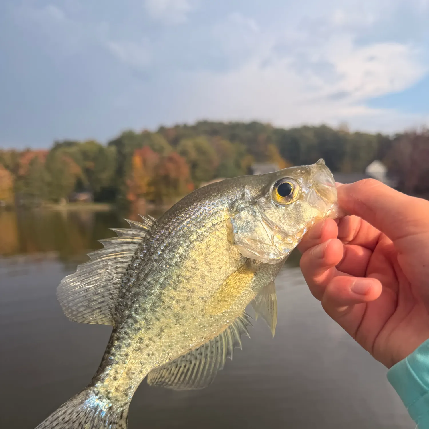 White crappie caught on Fishbrain