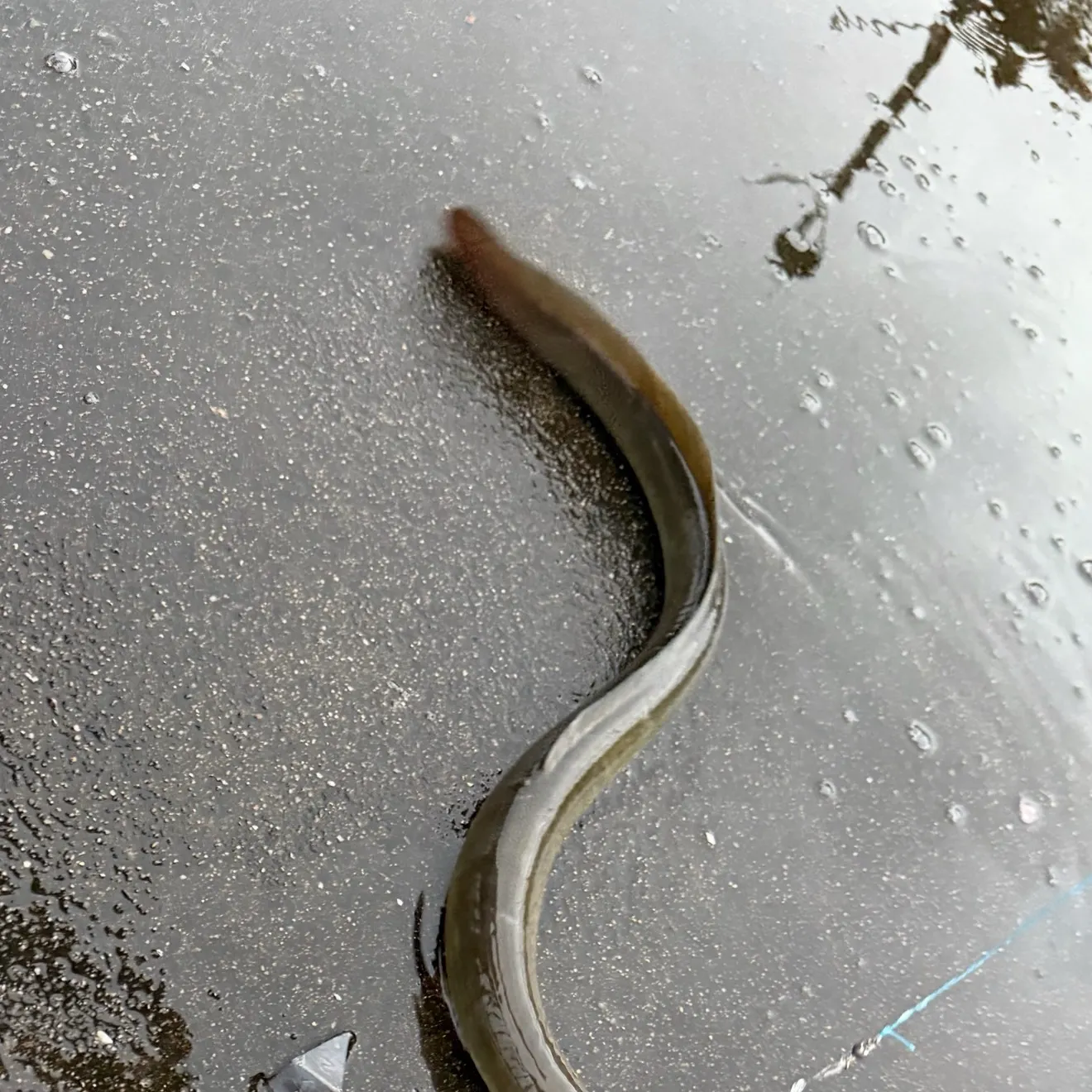 American eel caught on Fishbrain