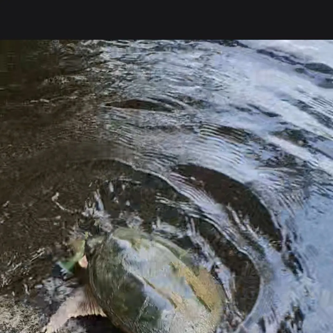 The most recent Common snapping turtle catches on Fishbrain