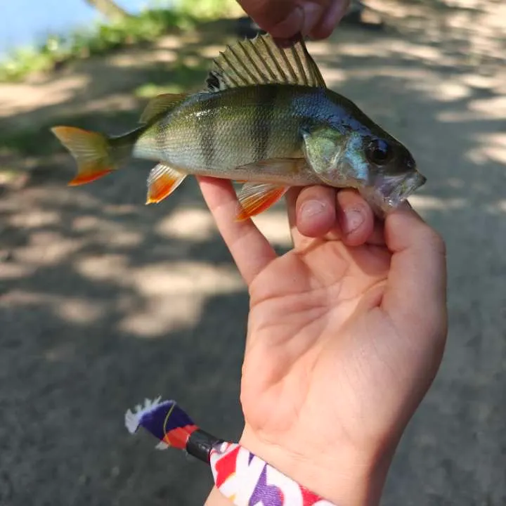 The most recent European perch catches on Fishbrain
