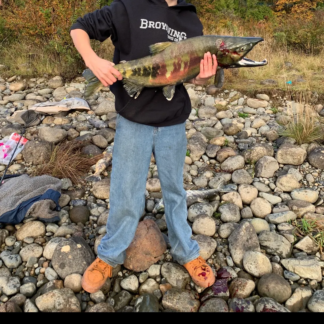 Chum salmon caught on Fishbrain