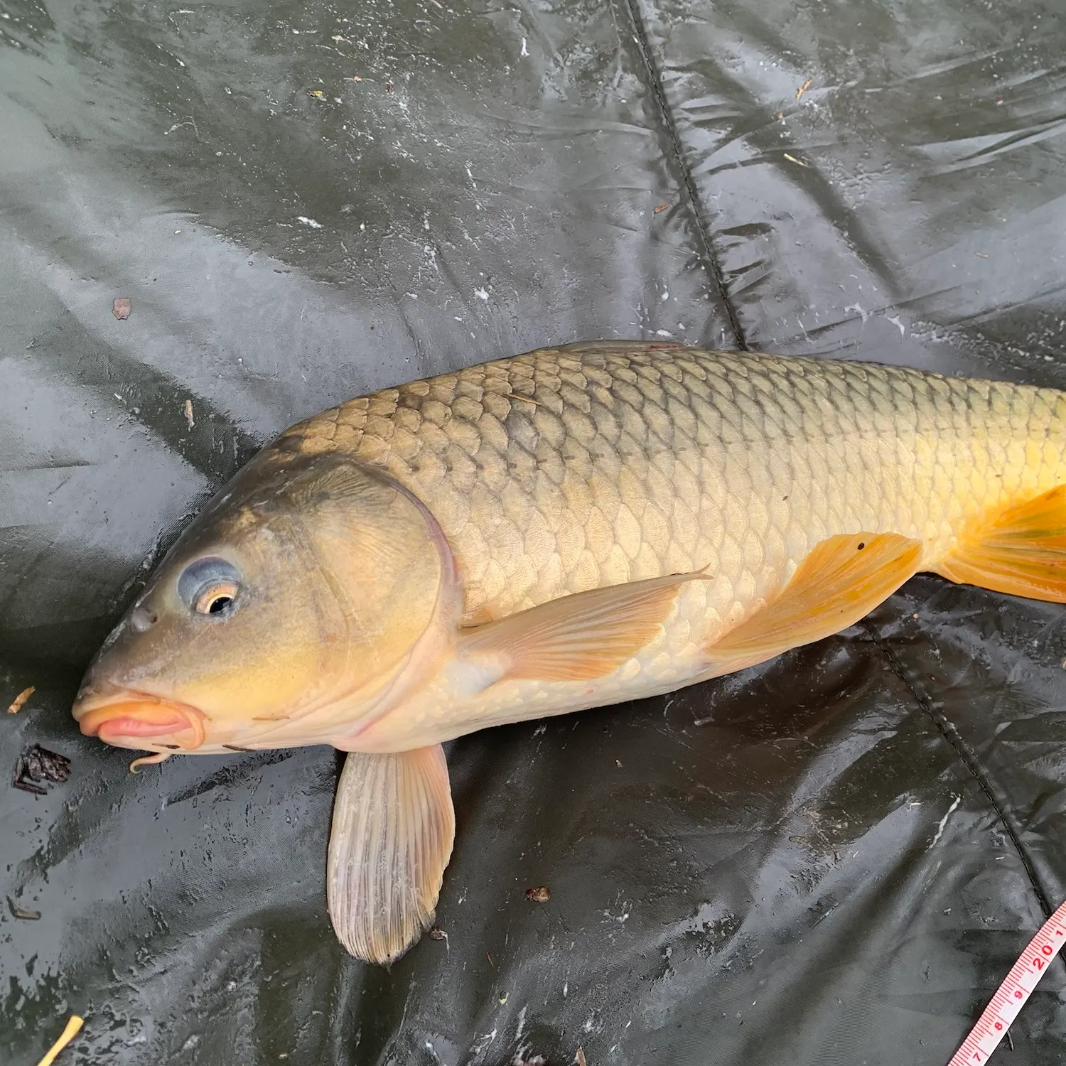 Common carp caught on Fishbrain