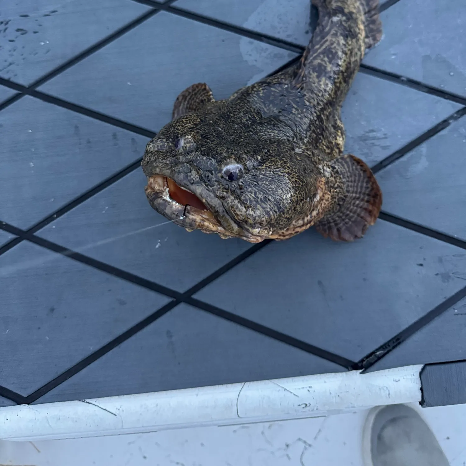 Oyster toadfish caught on Fishbrain