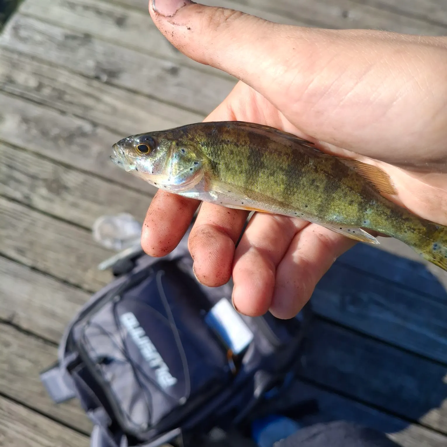 European perch caught on Fishbrain