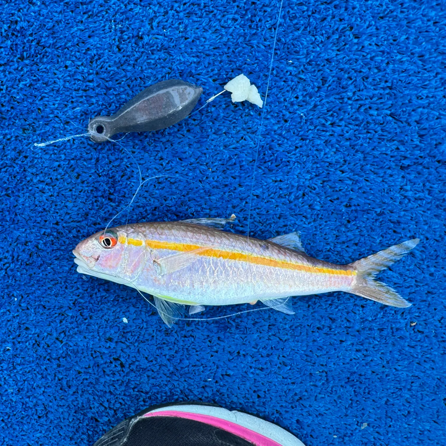 The most recent Striped red mullet catches on Fishbrain