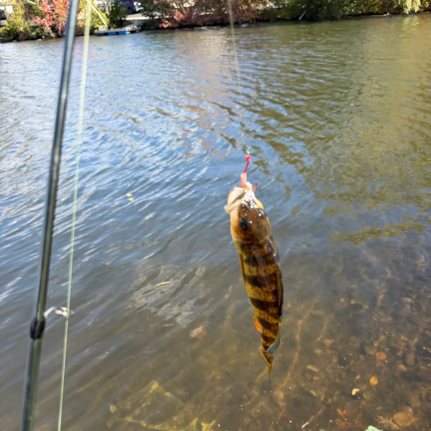 Yellow perch caught on Fishbrain