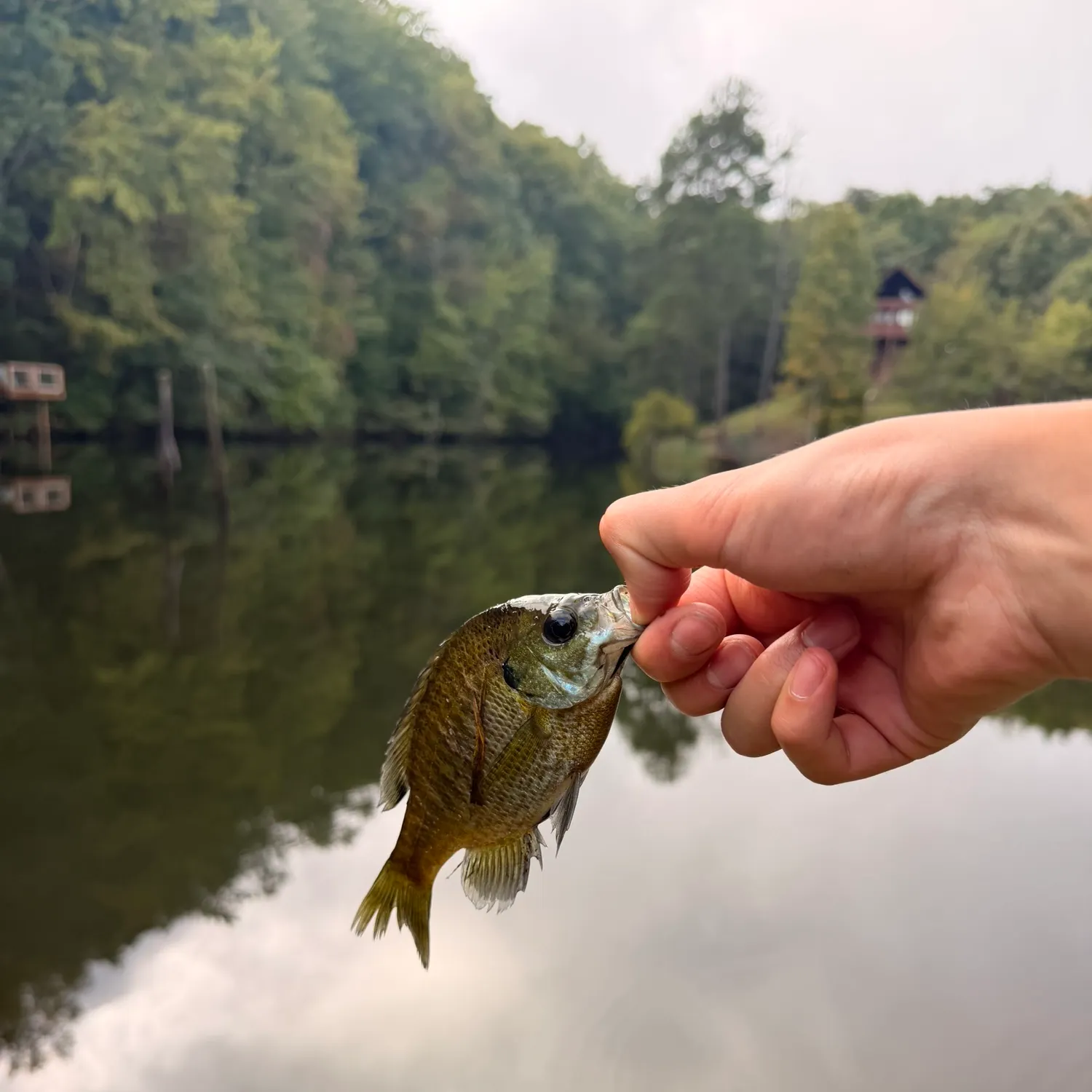 Bluegill caught on Fishbrain