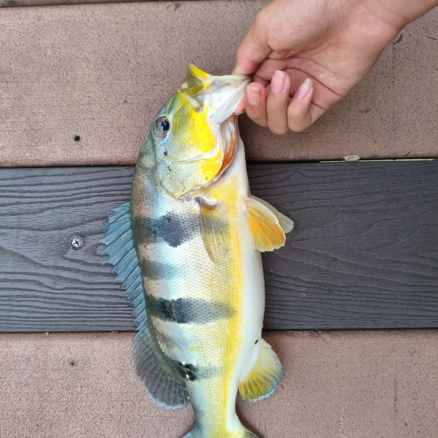 Butterfly peacock bass caught on Fishbrain