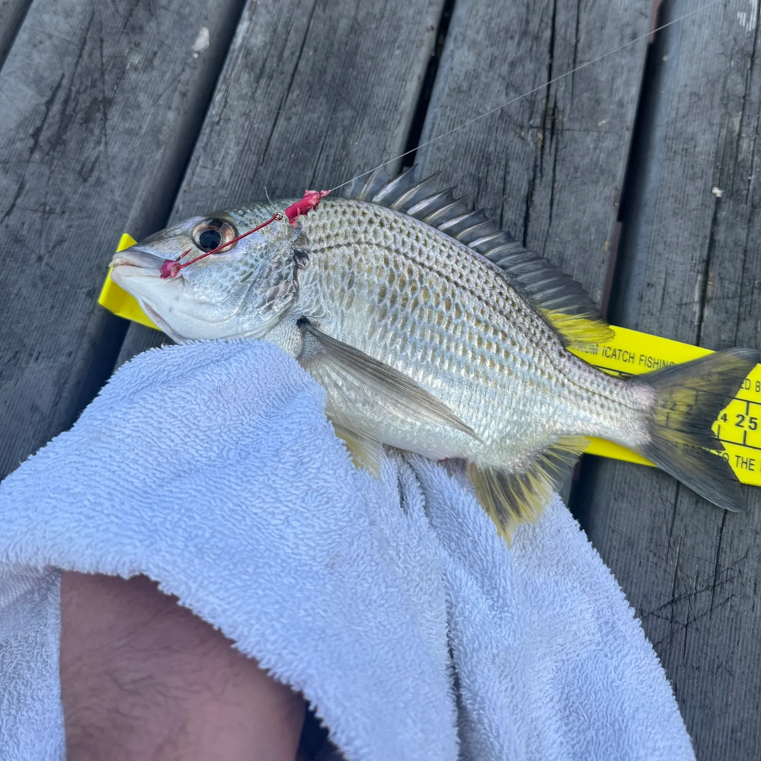 The most recent Surf bream catches on Fishbrain