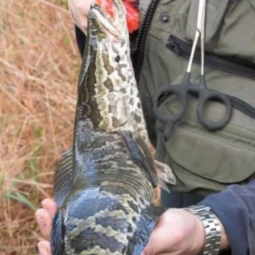 The most recent Striped snakehead catches on Fishbrain