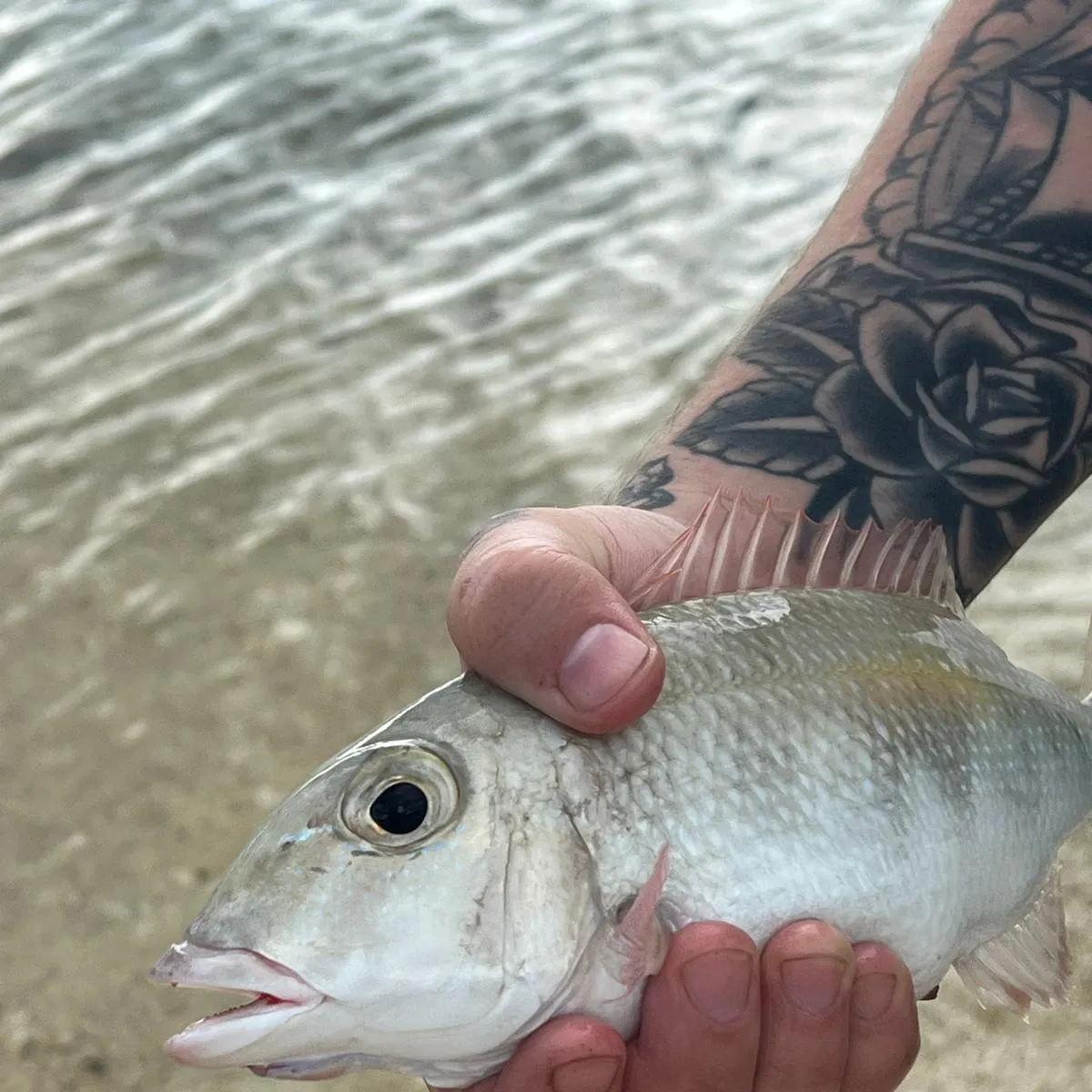 The most recent One-spot snapper catches on Fishbrain