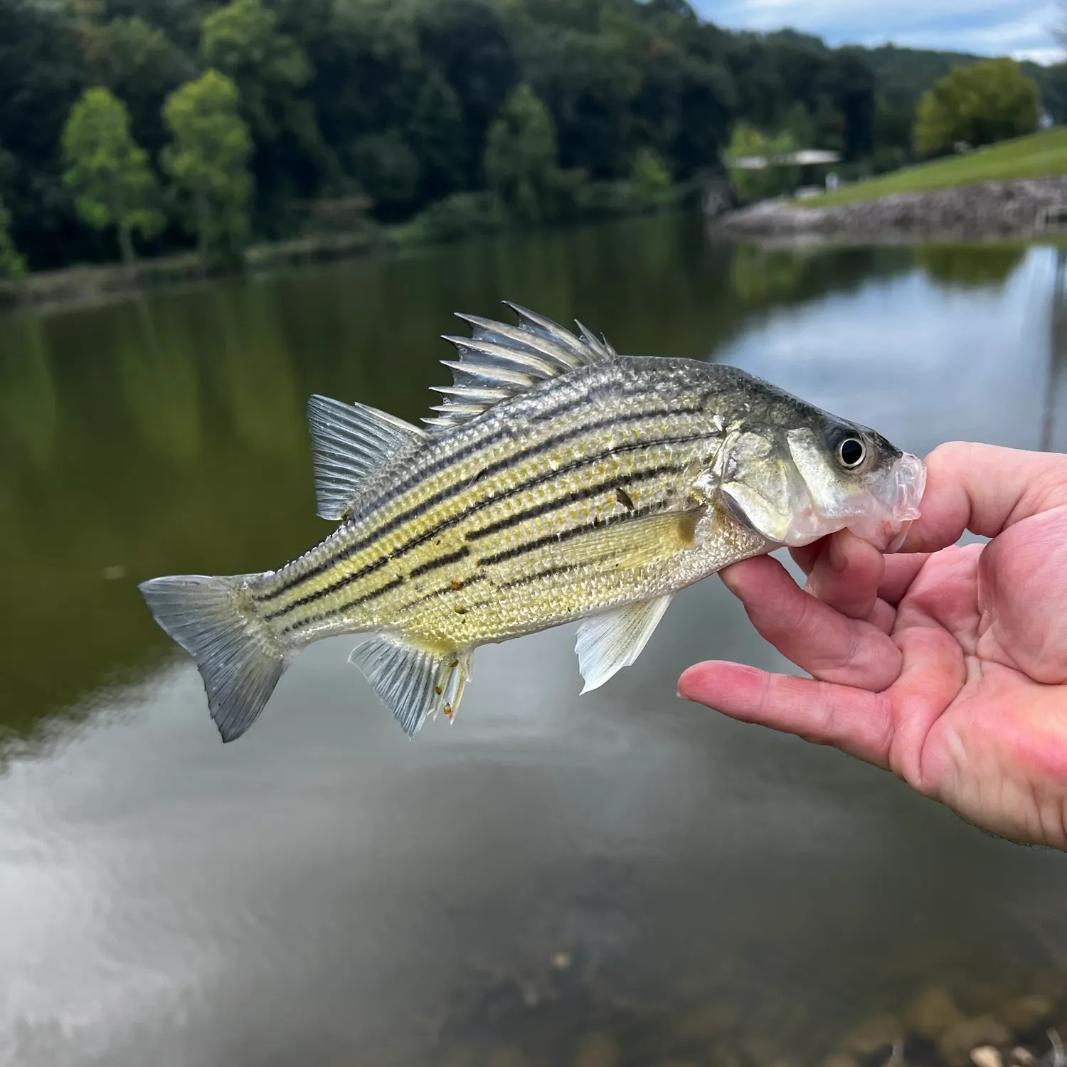 The most recent Yellow bass catches on Fishbrain