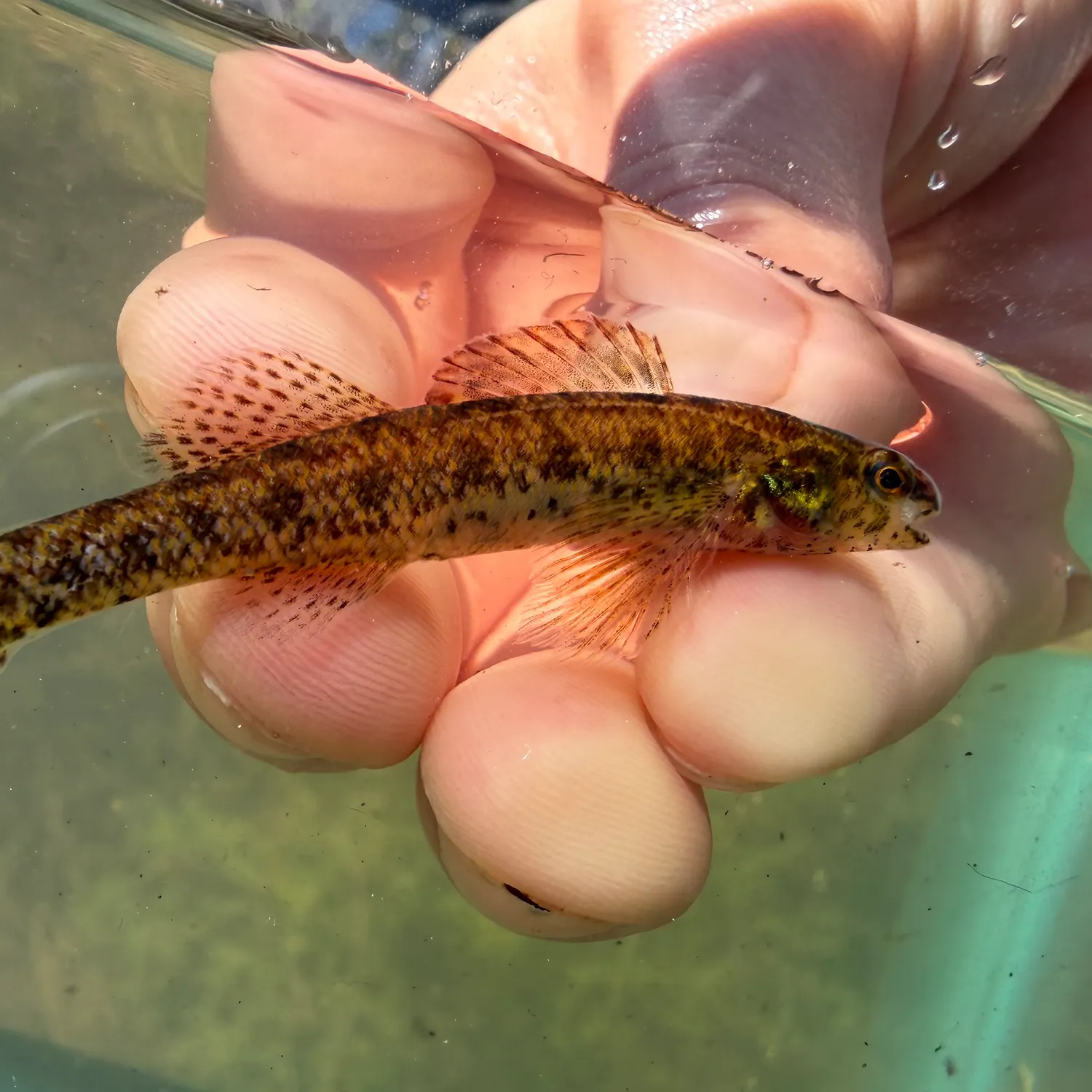 The most recent Sawcheek darter catches on Fishbrain