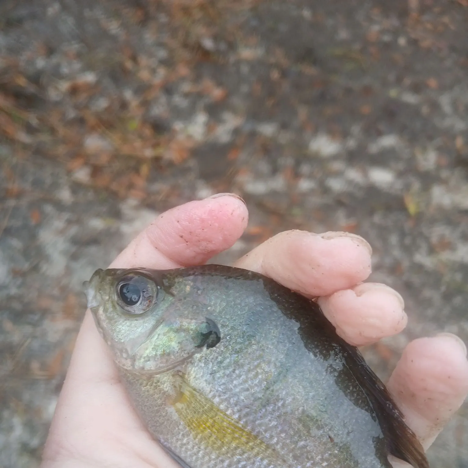The most recent Coppernose bluegill catches on Fishbrain