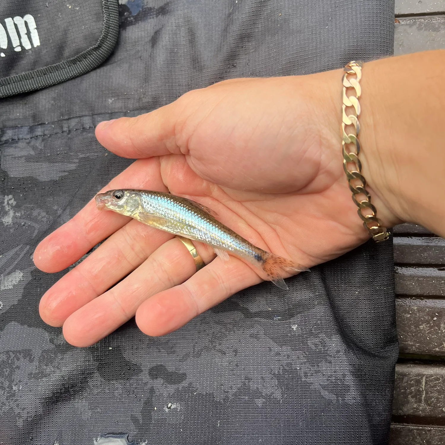 The most recent Gudgeon catches on Fishbrain