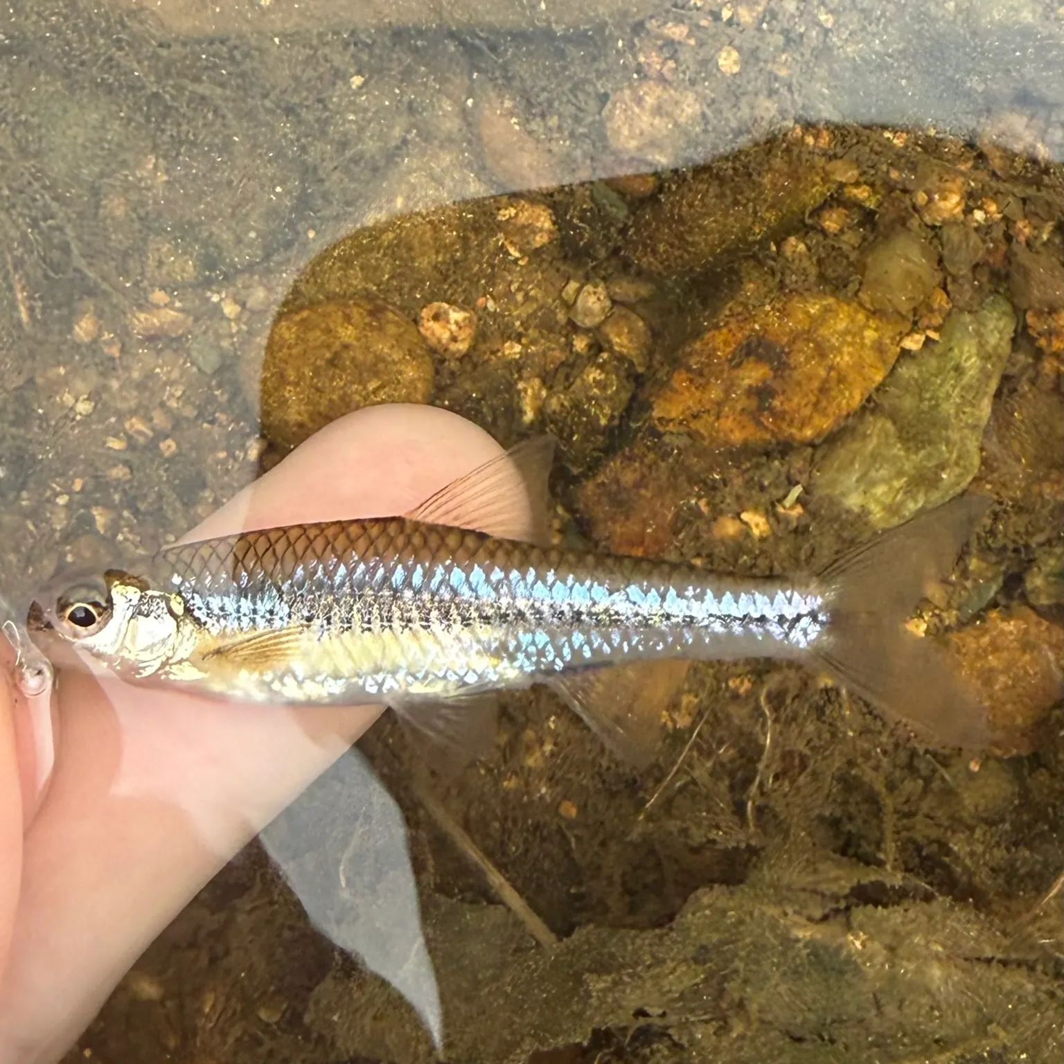 The most recent Swallowtail shiner catches on Fishbrain