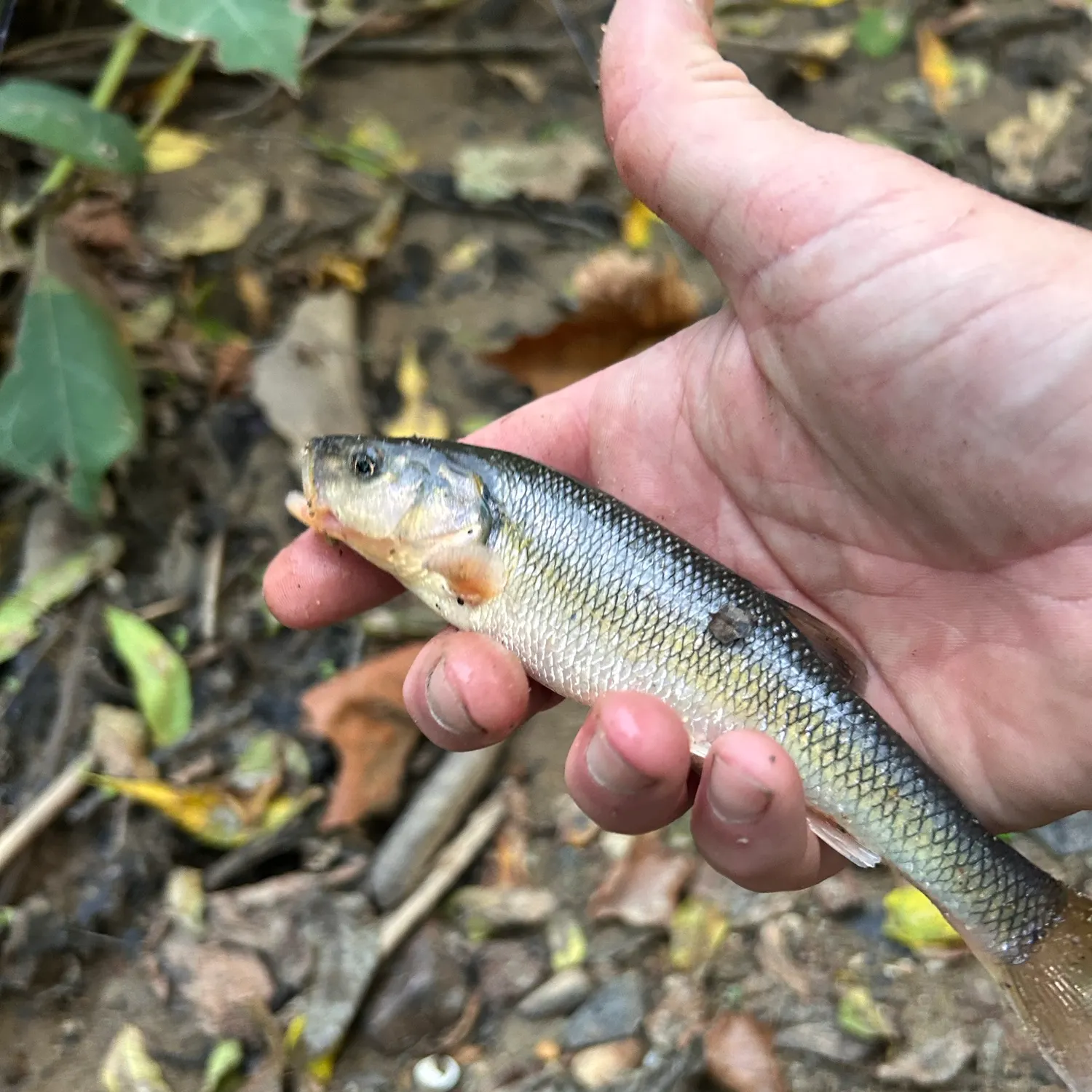 Creek chub caught on Fishbrain