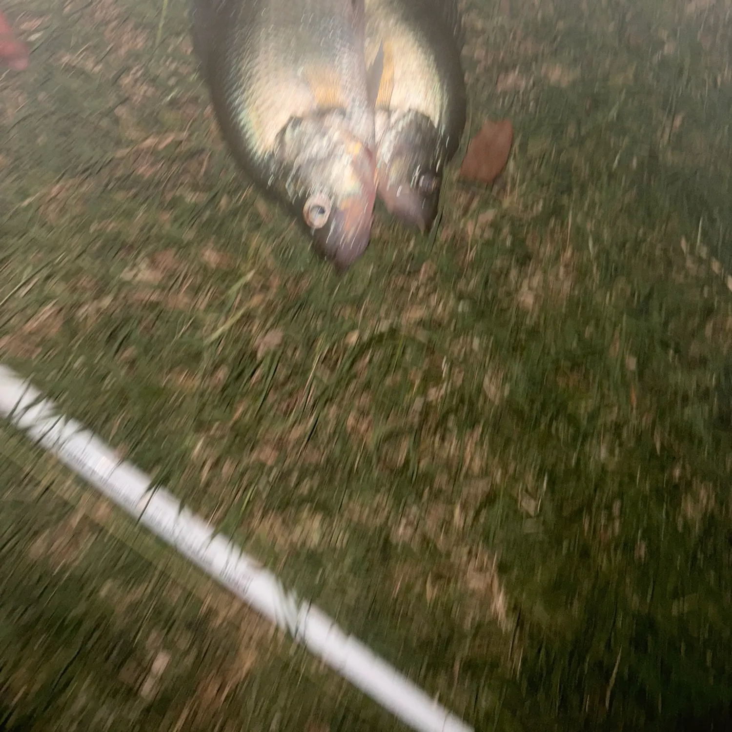 White crappie caught on Fishbrain
