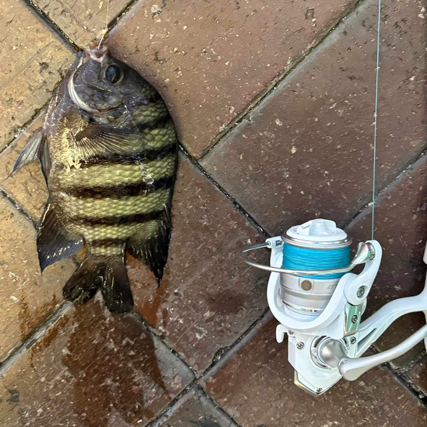 Bengal sergeant caught on Fishbrain