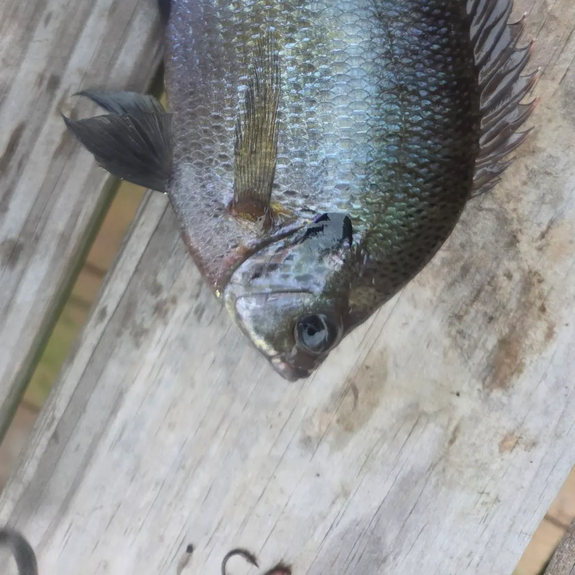 Coppernose bluegill caught on Fishbrain