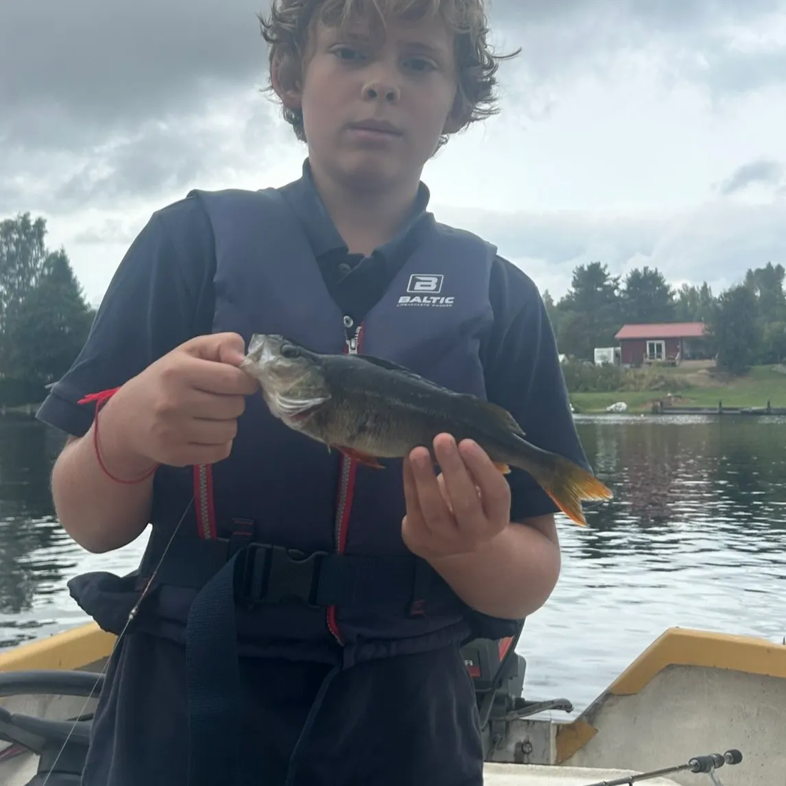 European perch caught on Fishbrain