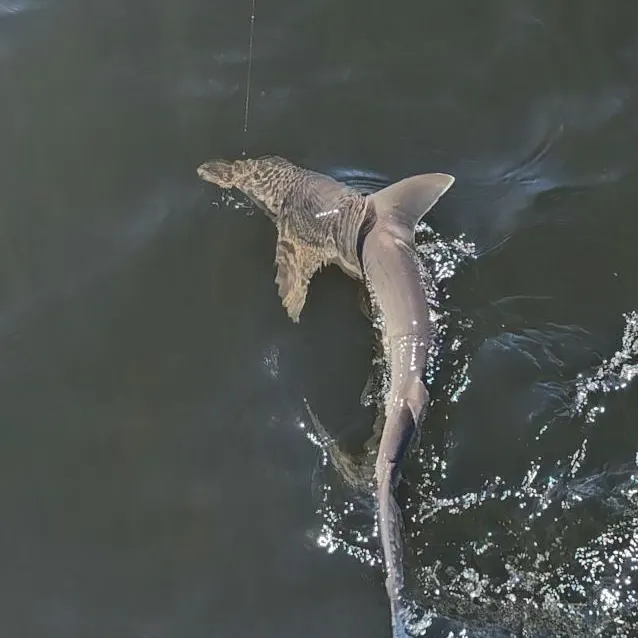 The most recent Smooth hammerhead shark catches on Fishbrain