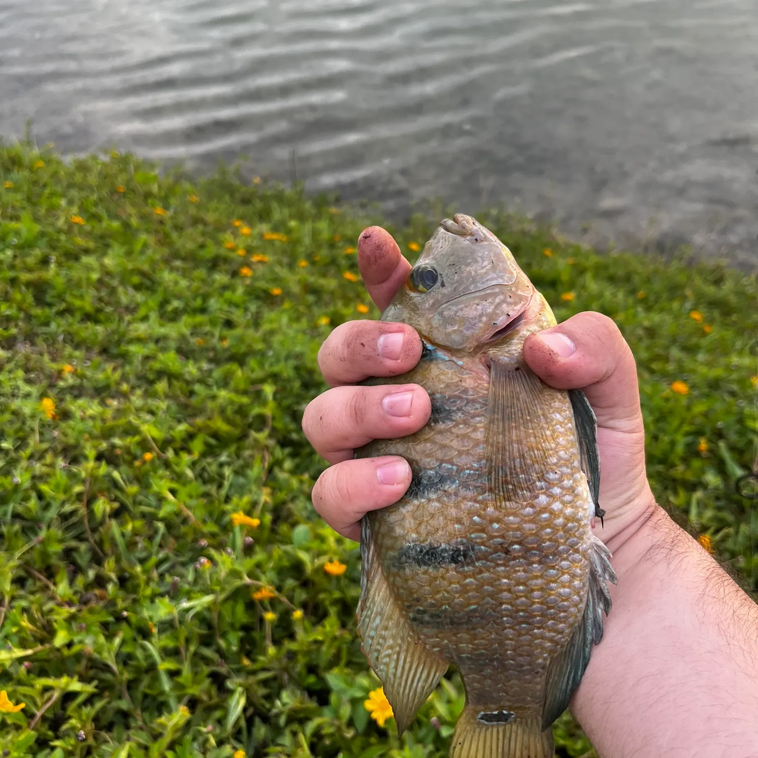 Mayan cichlid caught on Fishbrain