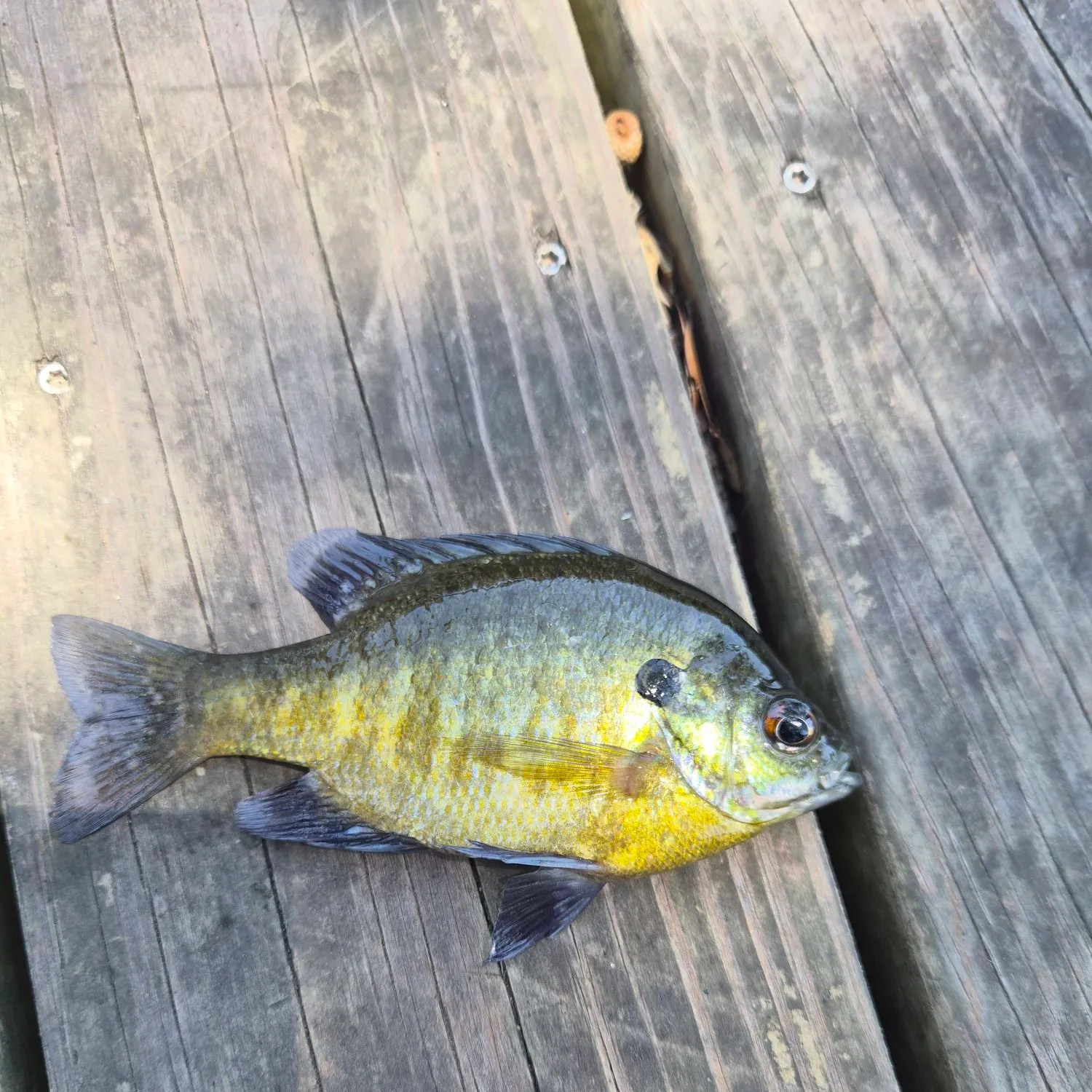 Green sunfish caught on Fishbrain