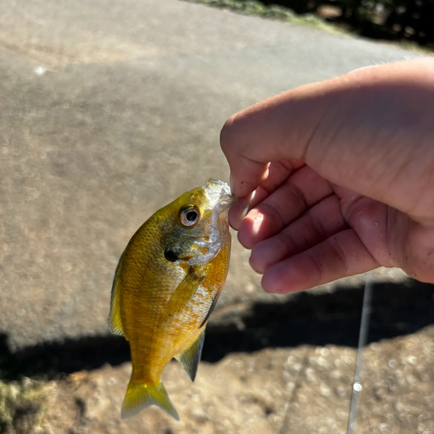 catch
