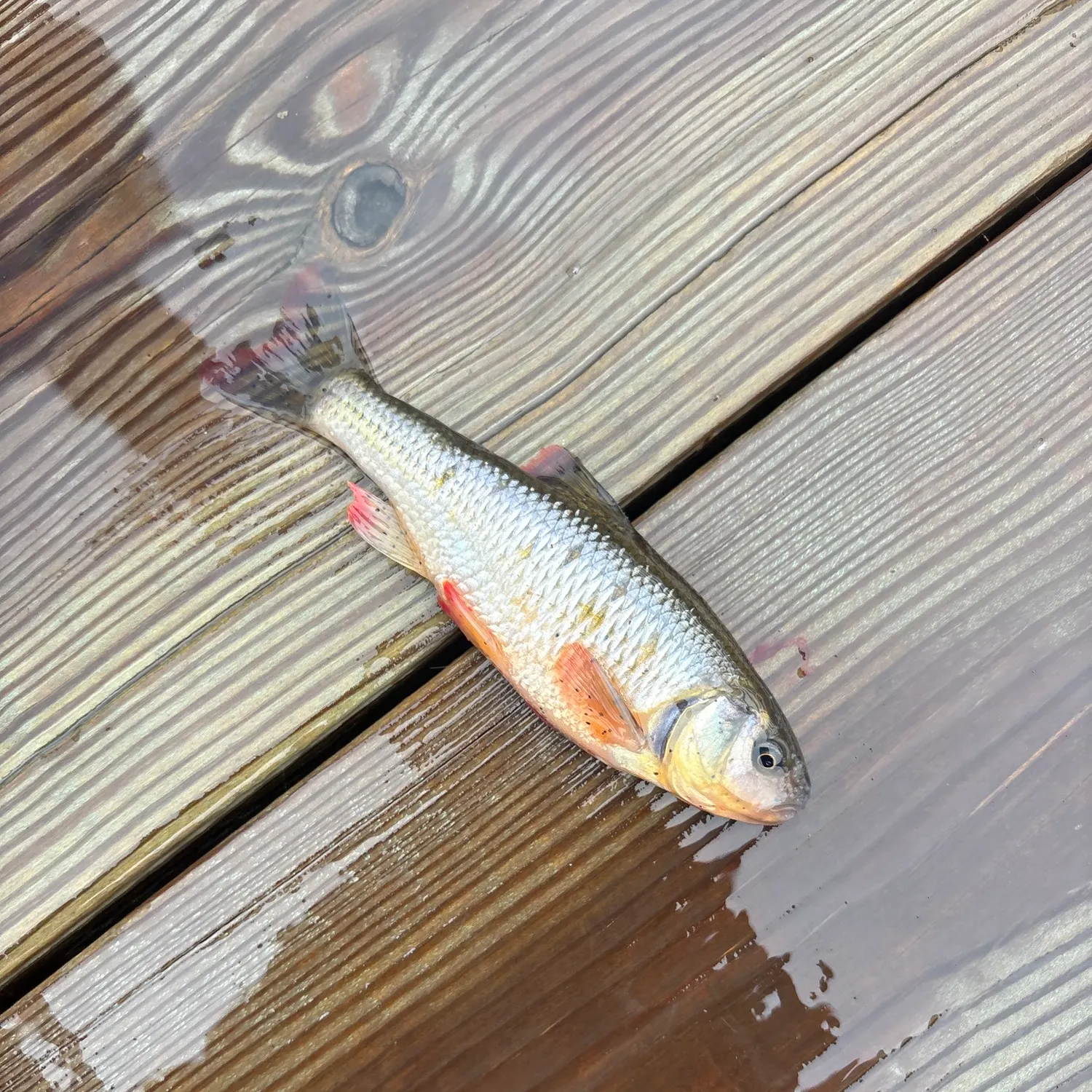 The most recent Common shiner catches on Fishbrain