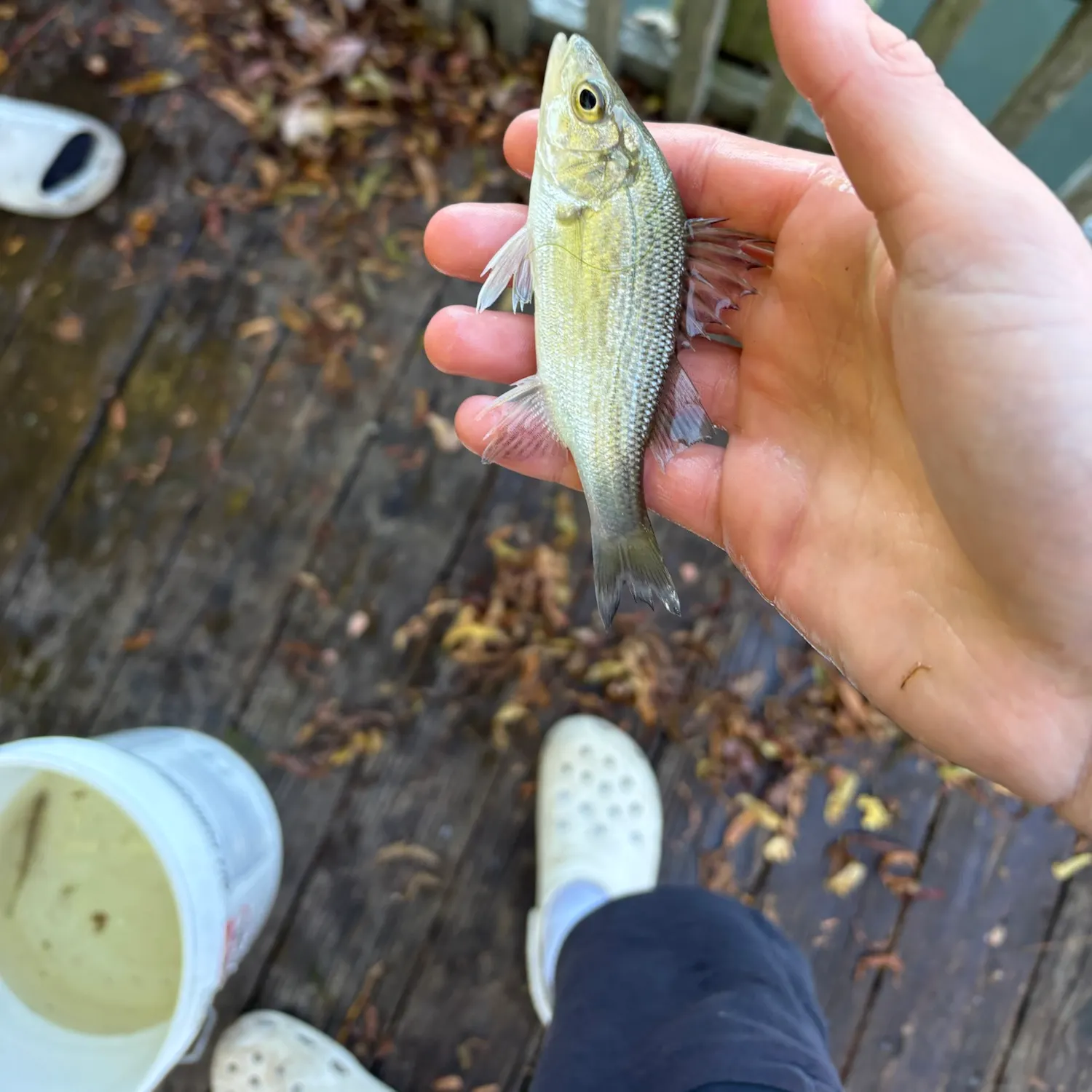 White perch caught on Fishbrain
