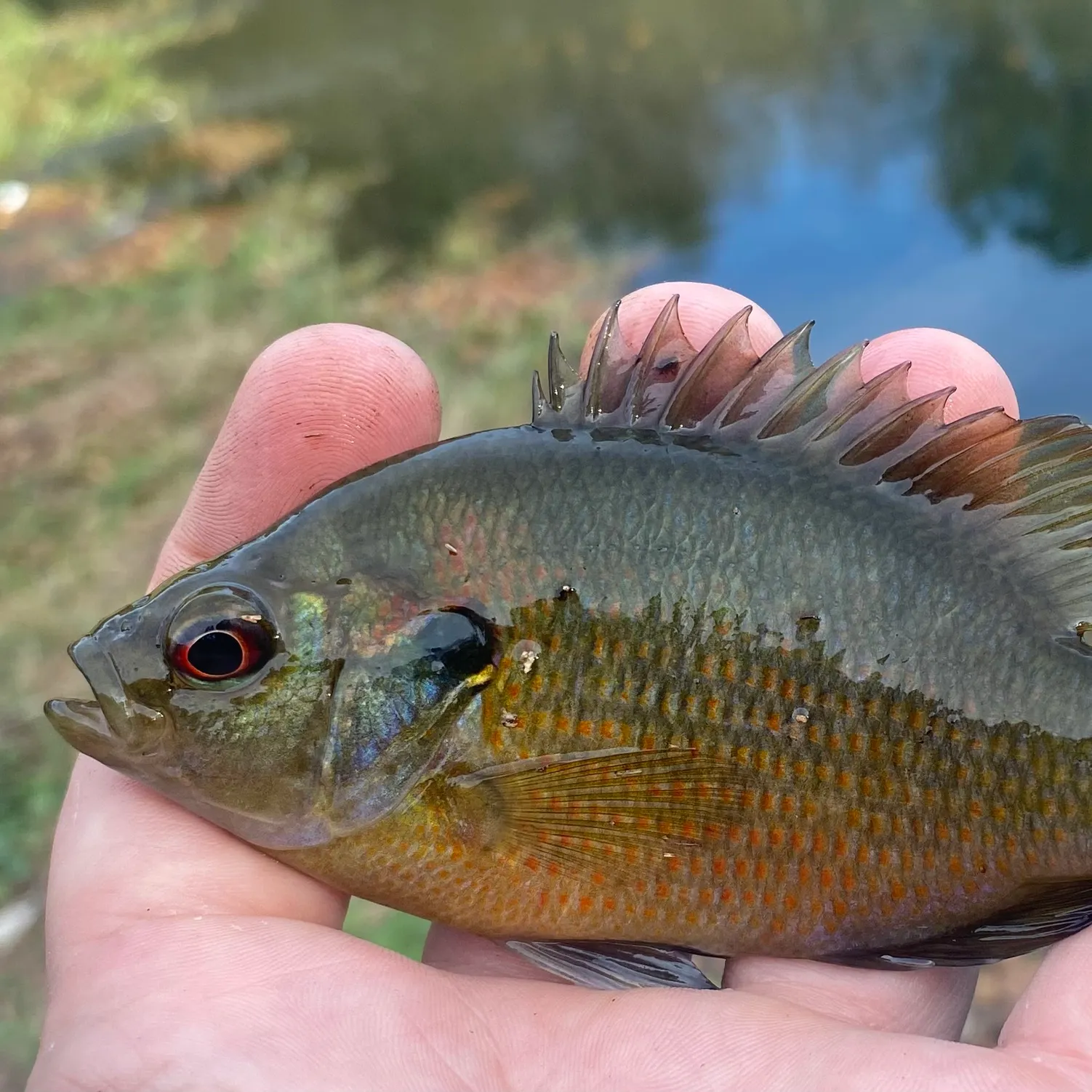 The most recent Redspotted sunfish catches on Fishbrain