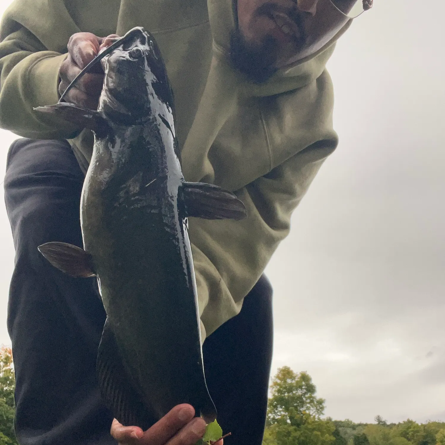 Channel catfish caught on Fishbrain