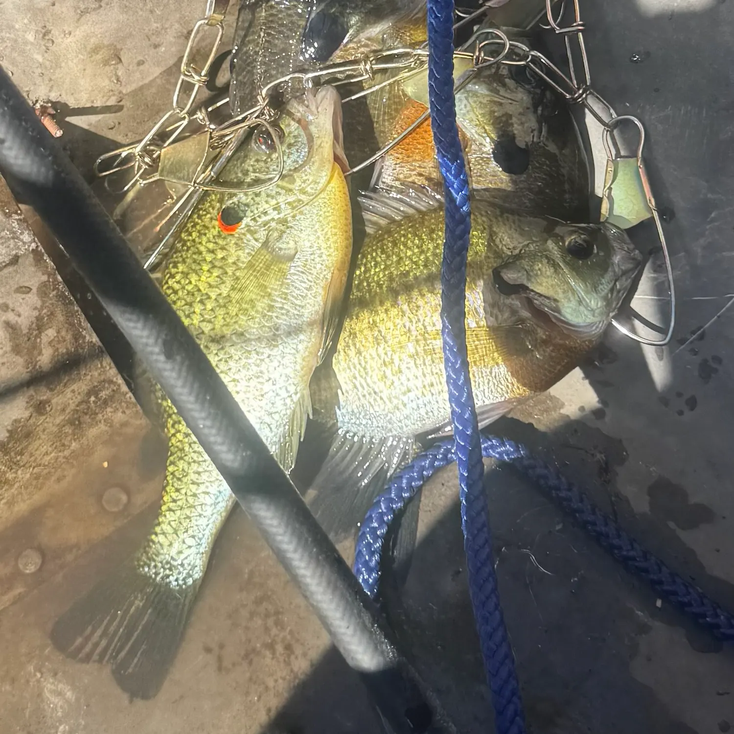 Redear sunfish caught on Fishbrain