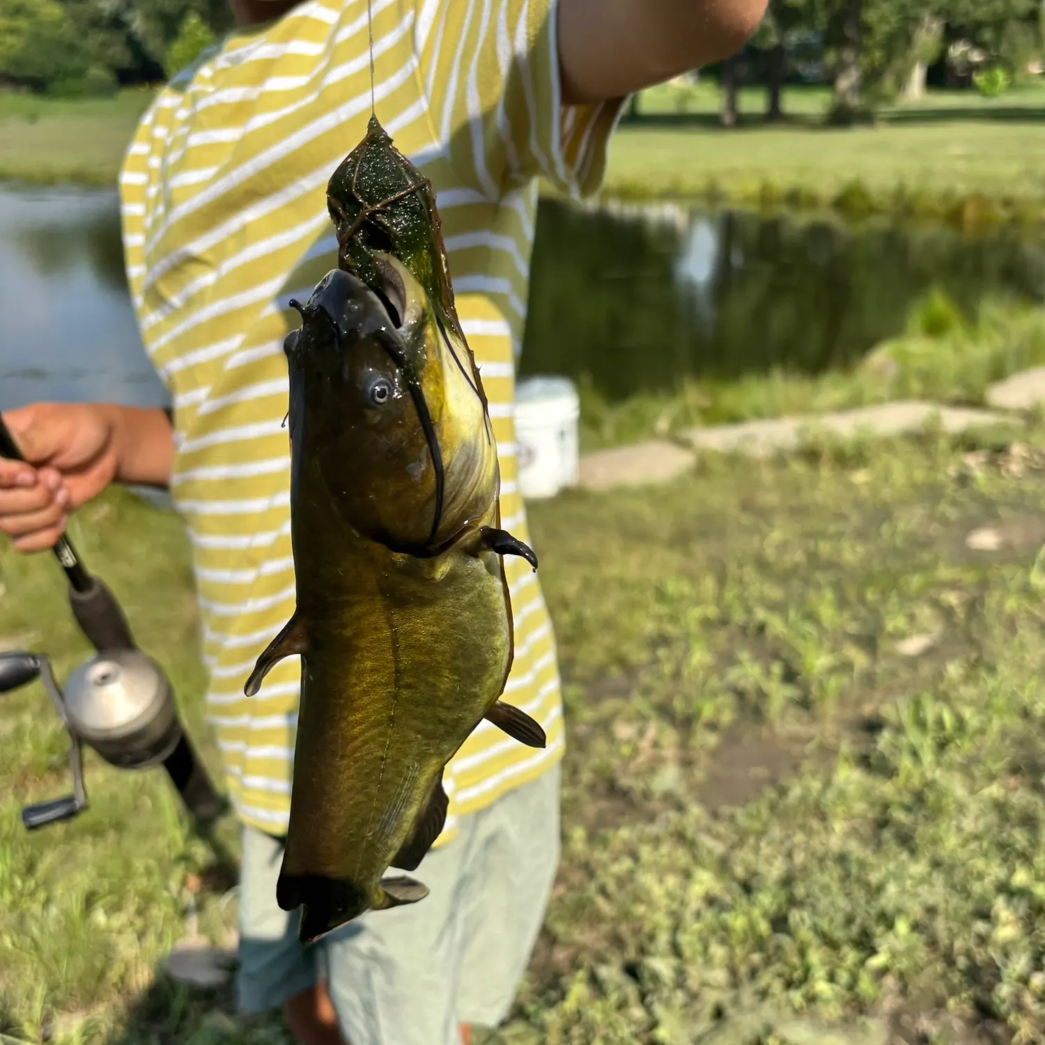 Yellow bullhead caught on Fishbrain