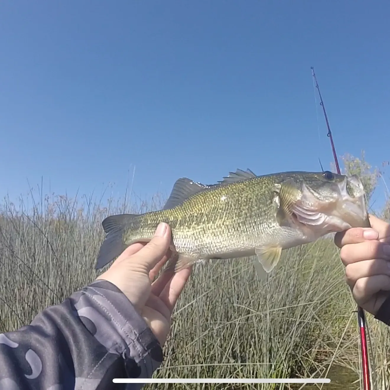 Largemouth bass caught on Fishbrain