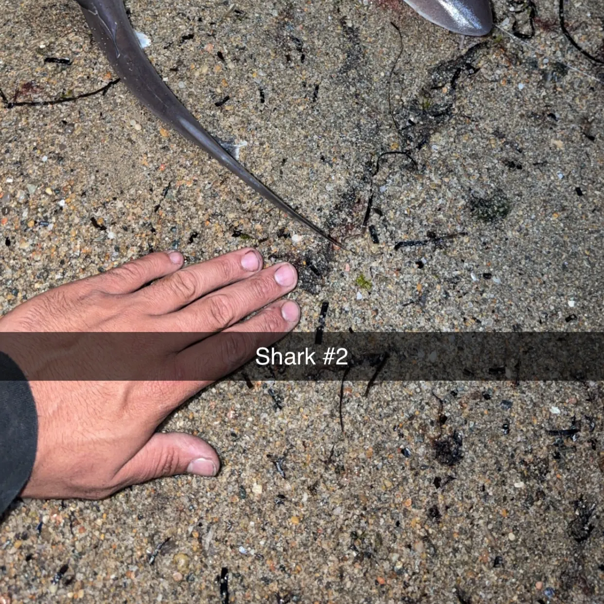 The most recent Blue shark catches on Fishbrain