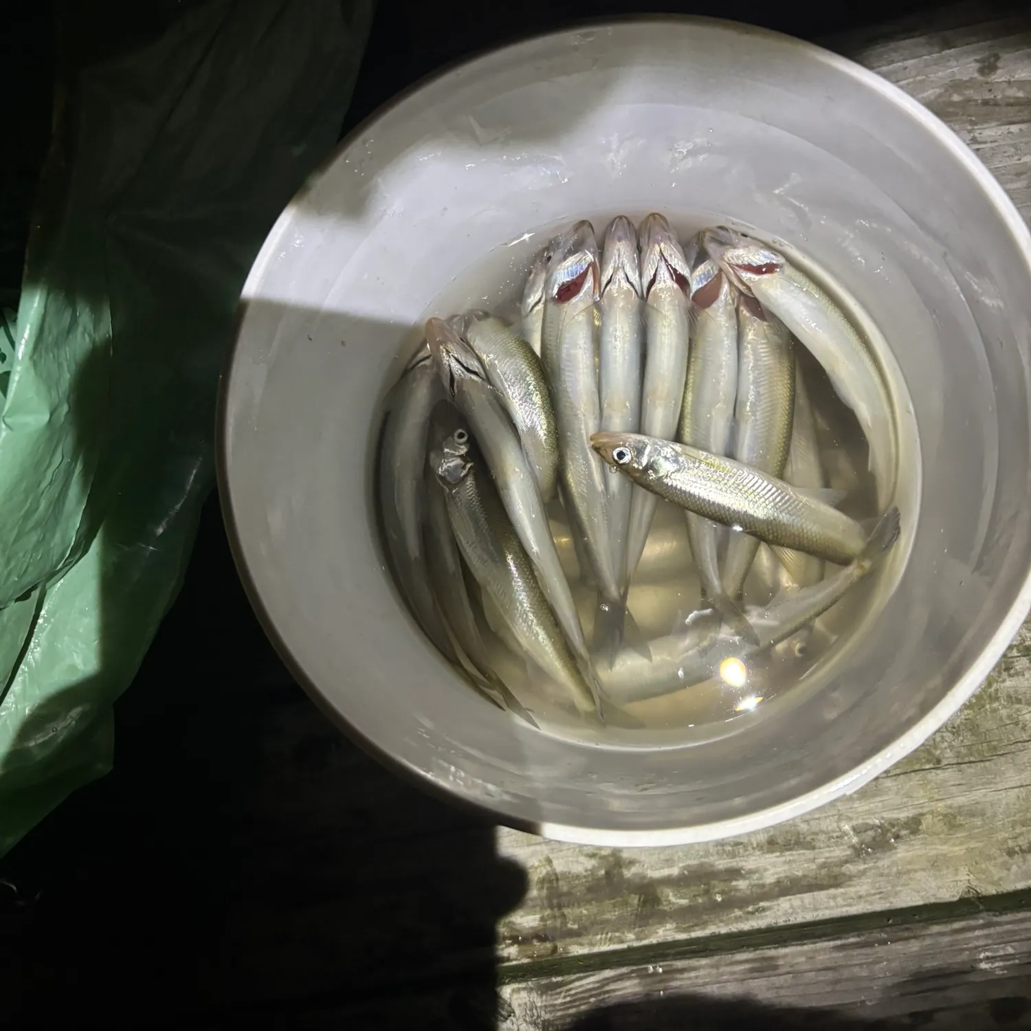 The most recent Atlantic rainbow smelt catches on Fishbrain