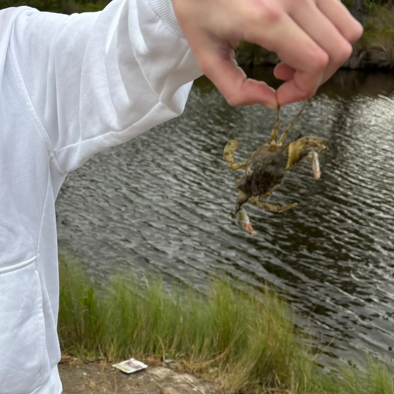 The most recent Green crab catches on Fishbrain