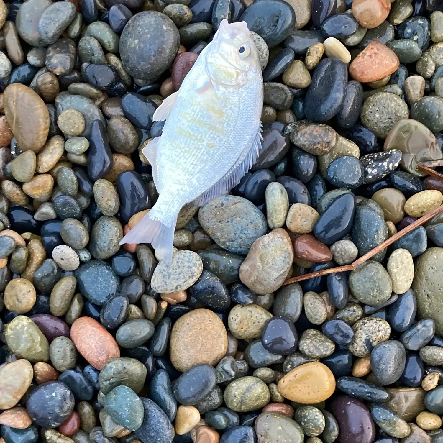 The most recent Barred surfperch catches on Fishbrain
