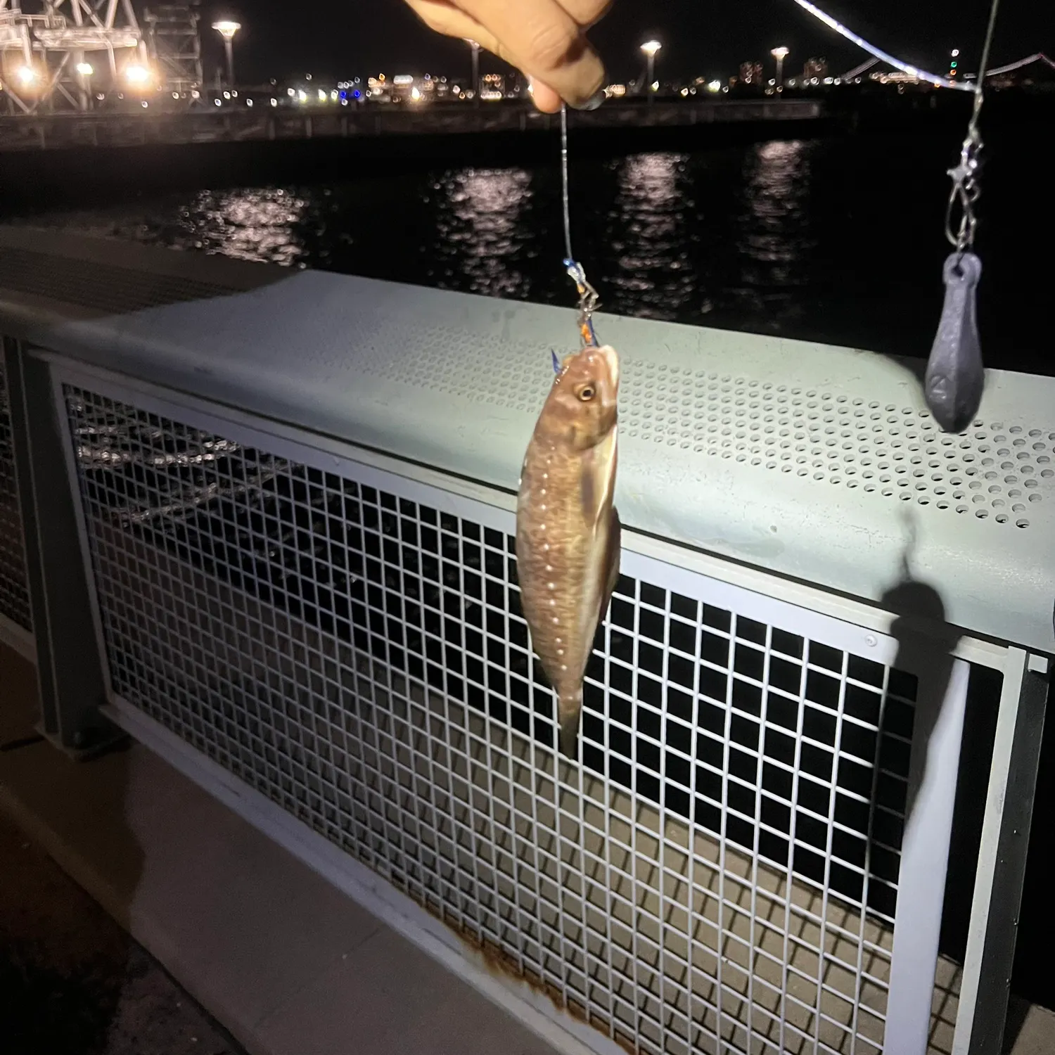 The most recent Spotted hake catches on Fishbrain