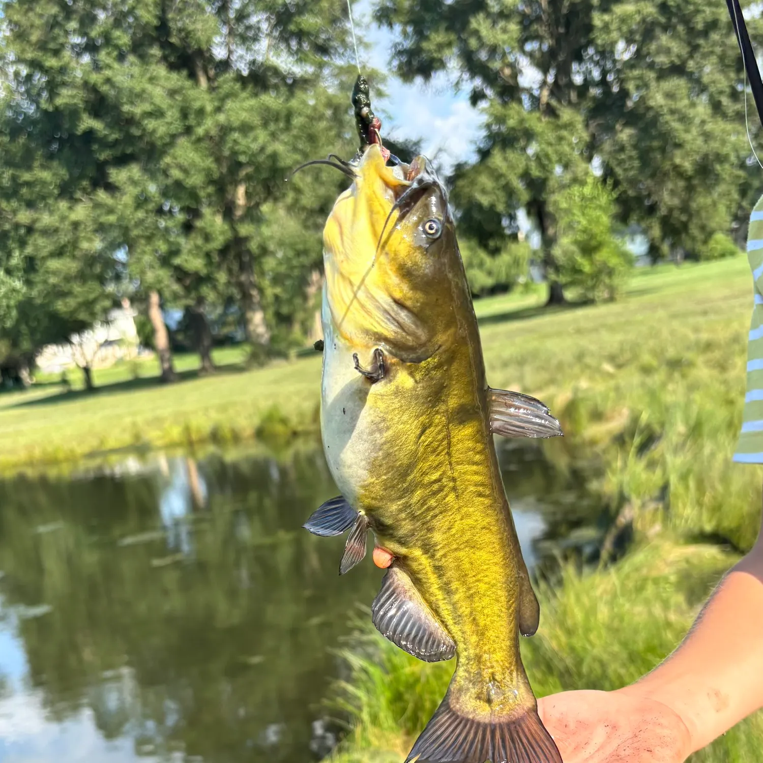 Yellow bullhead caught on Fishbrain