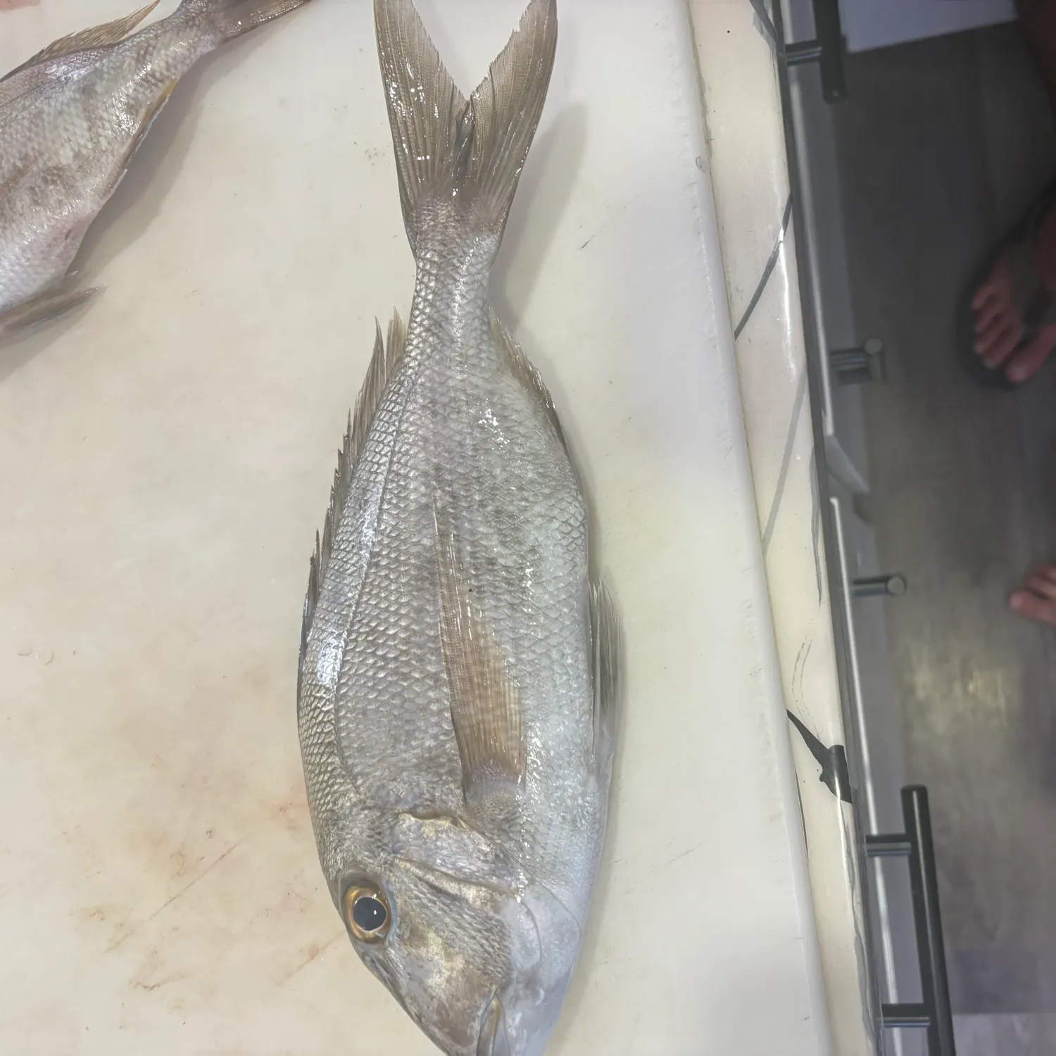 The most recent Silver porgy catches on Fishbrain