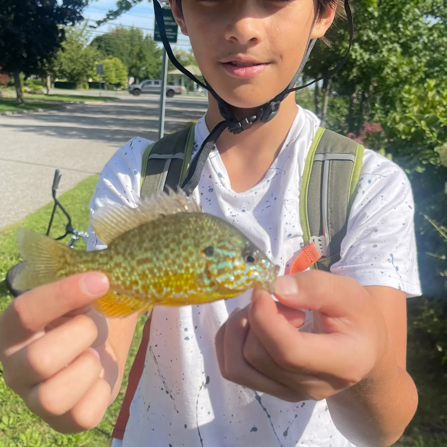 Chain pickerel caught on Fishbrain