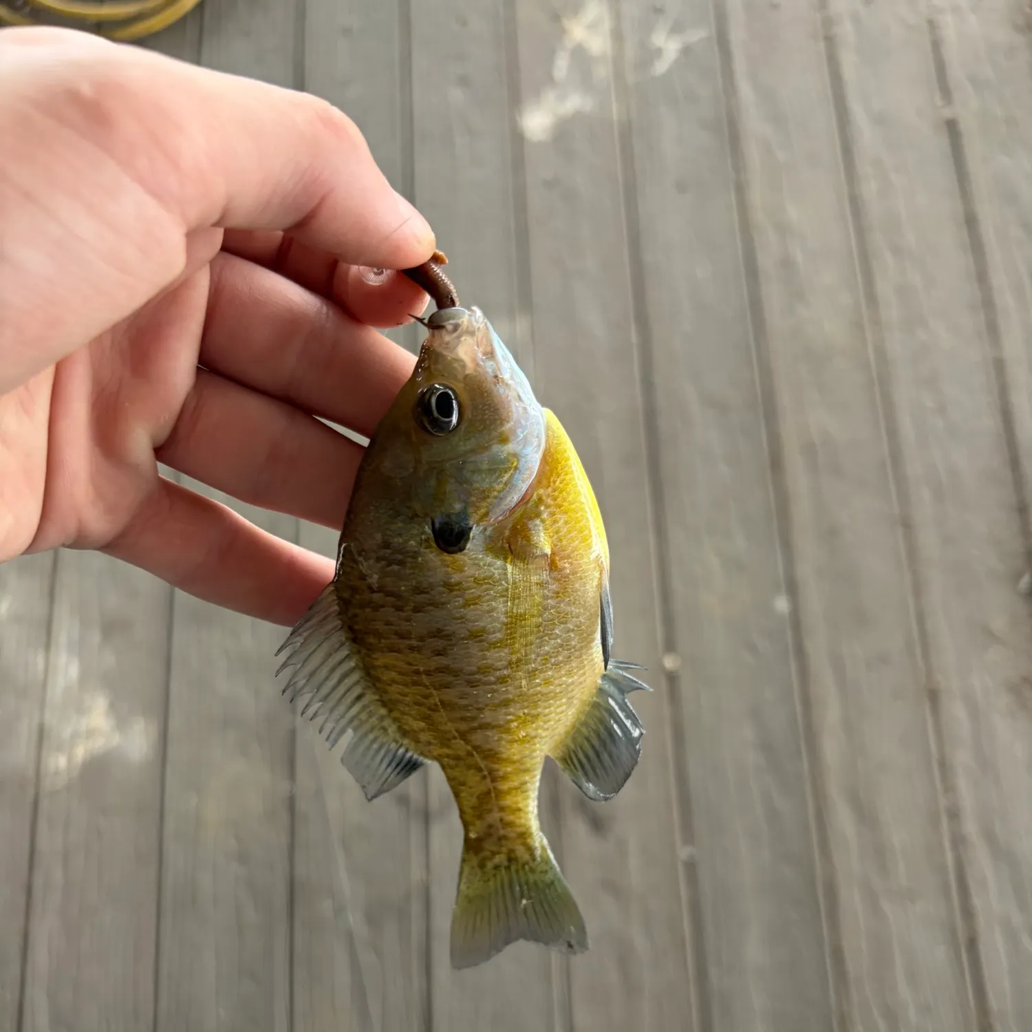 Bluegill caught on Fishbrain